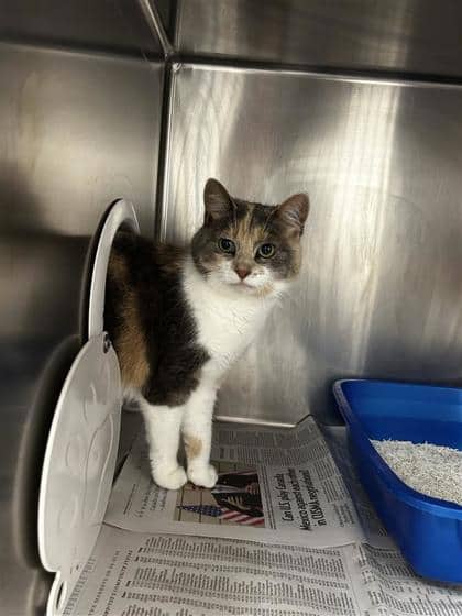 Javelle - Domestic Shorthair cat available for adoption at Montreal SPCA in Montreal
