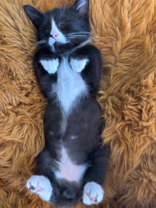 Kobi - Domestic Shorthair cat available for adoption at Montreal SPCA in Montreal