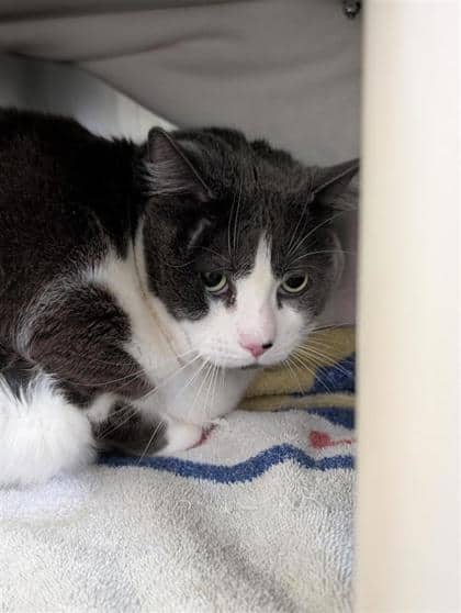 Stitch - Domestic Shorthair cat available for adoption at Montreal SPCA in Montreal