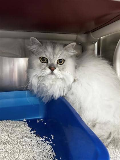 Petra - Domestic Longhair cat available for adoption at Montreal SPCA in Montreal