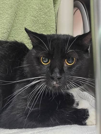 Socrate - Domestic Shorthair cat available for adoption at Montreal SPCA in Montreal