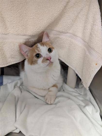 Ti-Guy - Domestic Medium Hair cat available for adoption at Montreal SPCA in Montreal
