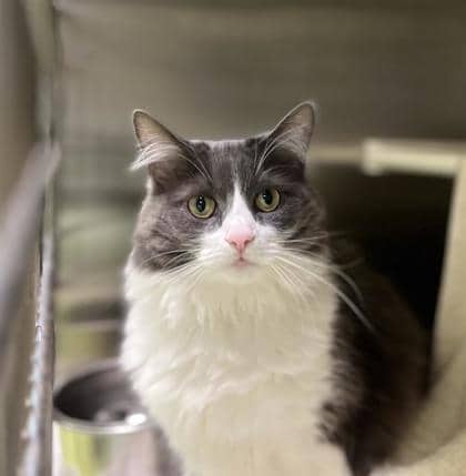 Lily-Rose - Domestic Longhair available for adoption