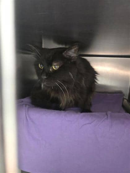 Violette - Domestic Shorthair cat available for adoption at Montreal SPCA in Montreal