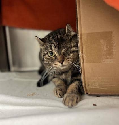 Manama, Domestic Shorthair, chat à adopter au Québec