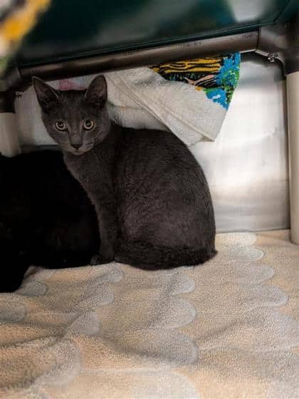 Shadow - Domestic Medium Hair cat available for adoption at Montreal SPCA in Montreal