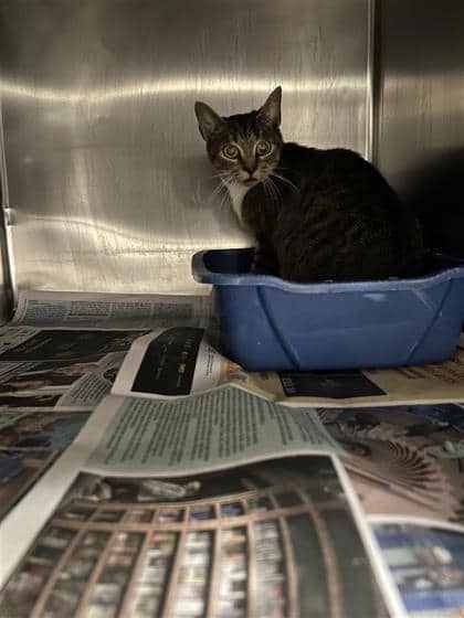 Nicosie - Domestic Medium Hair cat available for adoption at Montreal SPCA in Montreal