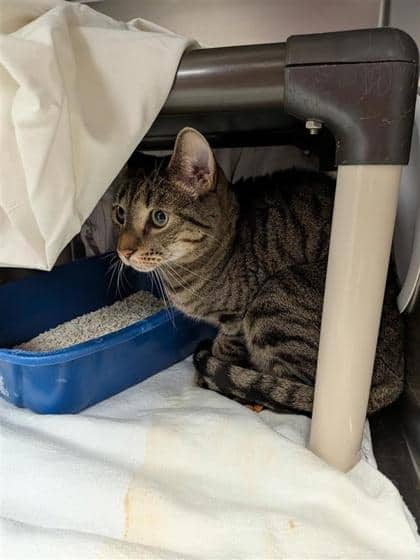 Chucky Boy - Domestic Shorthair cat available for adoption at Montreal SPCA in Montreal