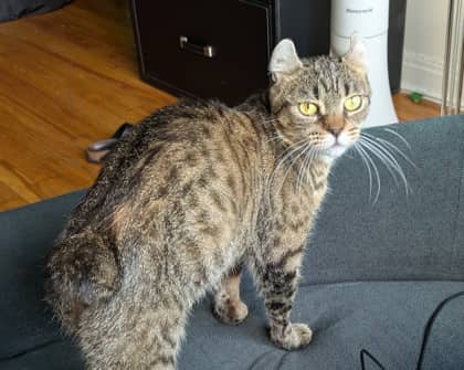 Girl cat (Brasilia) - Domestic Shorthair cat available for adoption at Montreal SPCA in Montreal