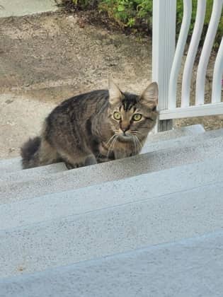 Gwoboul - Domestic Shorthair cat available for adoption at Montreal SPCA in Montreal