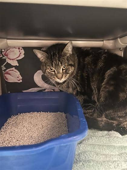 Lolo - Domestic Shorthair cat available for adoption at Montreal SPCA in Montreal