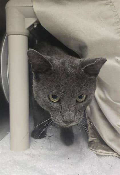 Pivoine - Domestic Shorthair cat available for adoption in Quebec