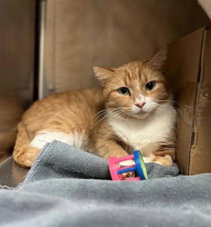 Rouky - Domestic Shorthair available for adoption