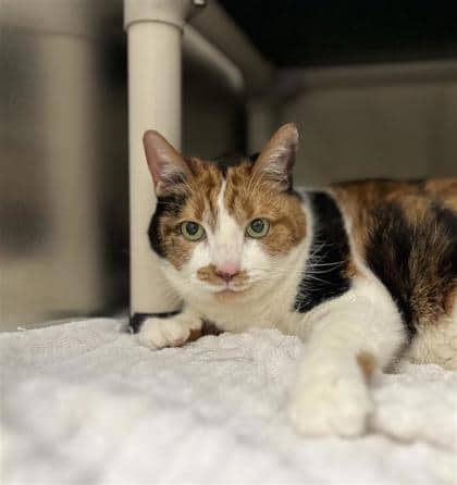 Bella - Domestic Shorthair cat available for adoption at Montreal SPCA in Montreal