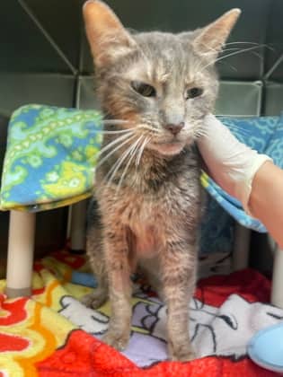 Cherub - Domestic Shorthair available for adoption