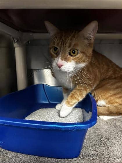 Keven - Domestic Shorthair cat available for adoption at Montreal SPCA in Montreal