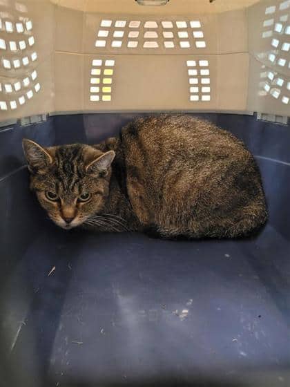 Tabby - Domestic Shorthair cat available for adoption at Montreal SPCA in Montreal