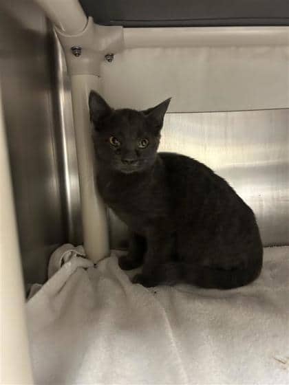 Bahamas - Domestic Shorthair cat available for adoption at Montreal SPCA in Montreal