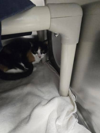 Rose - Domestic Shorthair cat available for adoption at Montreal SPCA in Montreal