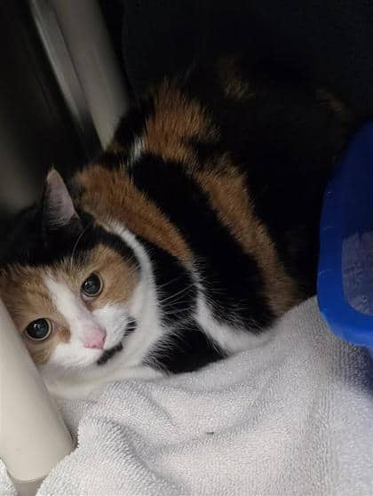 Lolita (Loli) - Domestic Shorthair cat available for adoption at Montreal SPCA in Montreal