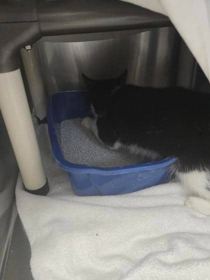 Slinky - Domestic Shorthair cat available for adoption at Montreal SPCA in Montreal