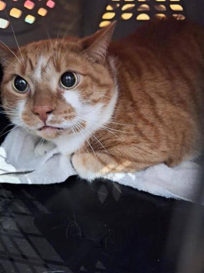 Pooper - Domestic Shorthair cat available for adoption at Montreal SPCA in Montreal