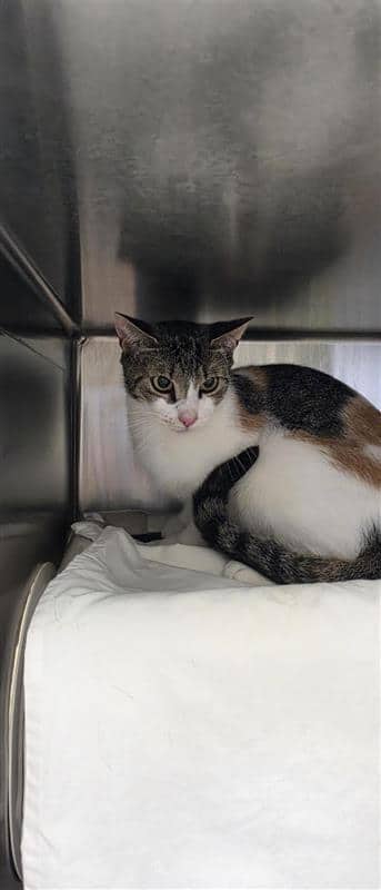 Mom - Domestic Shorthair cat available for adoption at Montreal SPCA in Montreal