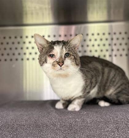 Bruxelles - Domestic Shorthair cat available for adoption at Montreal SPCA in Montreal