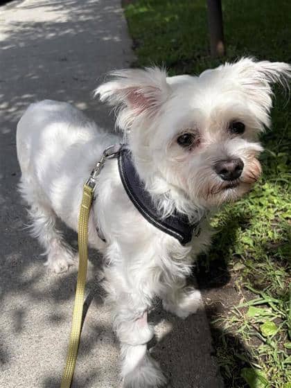 Keks - Mixed Breed available for adoption in Quebec