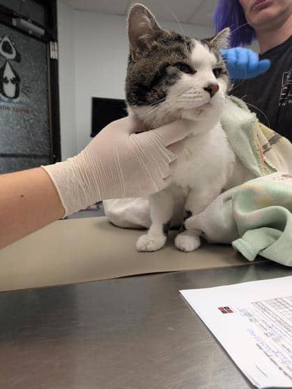 Jack - Domestic Medium Hair cat available for adoption at Montreal SPCA in Montreal