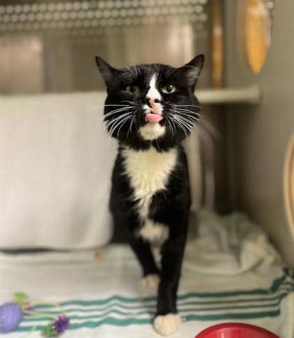 Chuck - Domestic Shorthair cat available for adoption at Montreal SPCA in Montreal