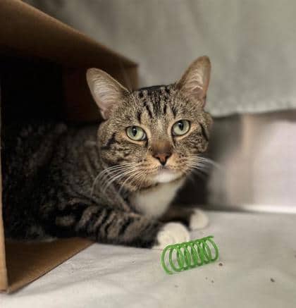 Oliver - Domestic Shorthair cat available for adoption at Montreal SPCA in Montreal