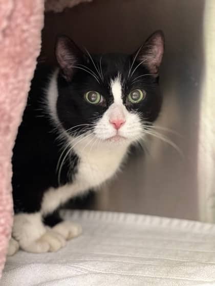 Peanut - Domestic Shorthair available for adoption