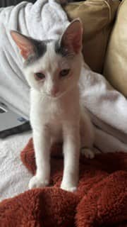 Moochie - Domestic Shorthair cat available for adoption at Montreal SPCA in Montreal