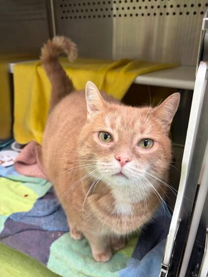 Gooby - Domestic Shorthair available for adoption