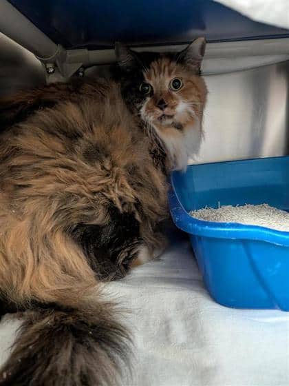 Shoppie - Domestic Longhair cat available for adoption at Montreal SPCA in Montreal