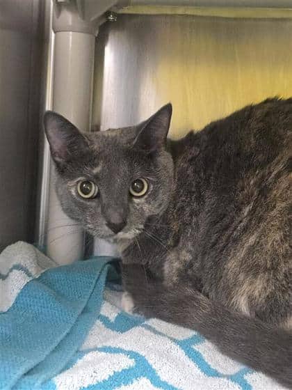 Bella - Domestic Medium Hair cat available for adoption at Montreal SPCA in Montreal