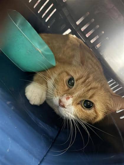 Rouky - Domestic Shorthair available for adoption