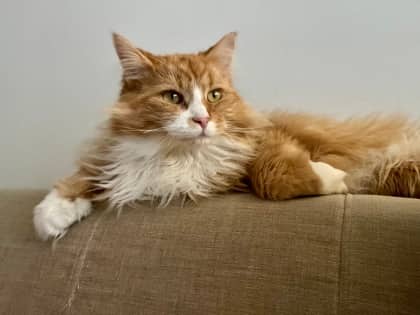 Mitaine, Domestic Shorthair, chat à adopter au Québec