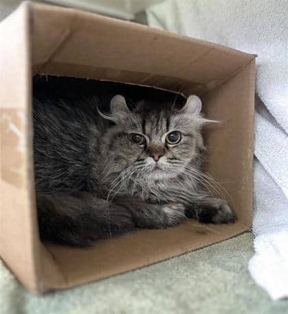 Minsk - Domestic Shorthair cat available for adoption at Montreal SPCA in Montreal