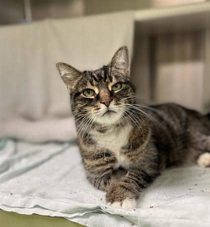 MissMew (Missteigne) - Domestic Shorthair available for adoption