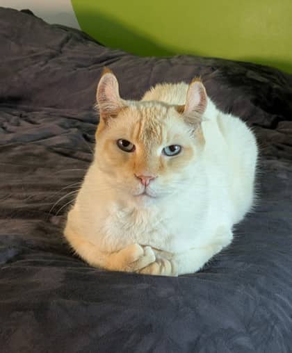 Spielzeug - Domestic Shorthair cat available for adoption at Montreal SPCA in Montreal