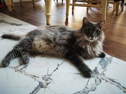 Kot - Domestic Longhair cat available for adoption at Montreal SPCA in Montreal