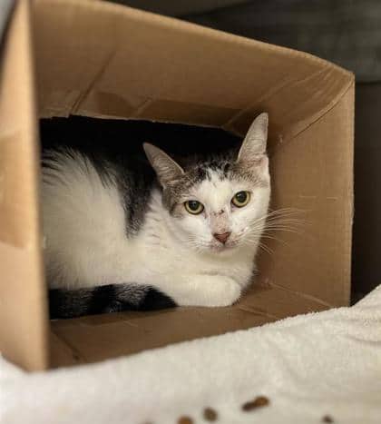 Rapini - Domestic Shorthair cat available for adoption at Montreal SPCA in Montreal