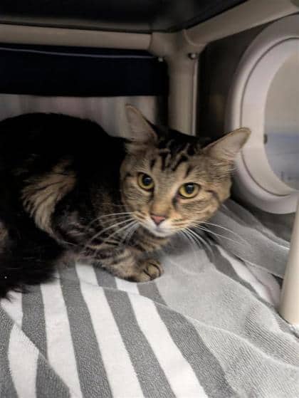 Micha - Domestic Shorthair available for adoption