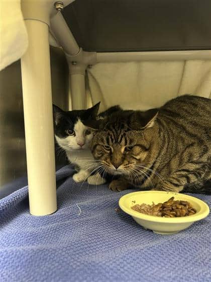 Goffy - Domestic Shorthair cat available for adoption at Montreal SPCA in Montreal