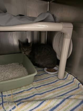 Candy - Domestic Shorthair cat available for adoption at Montreal SPCA in Montreal