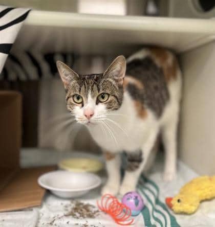 Nala - Domestic Shorthair available for adoption