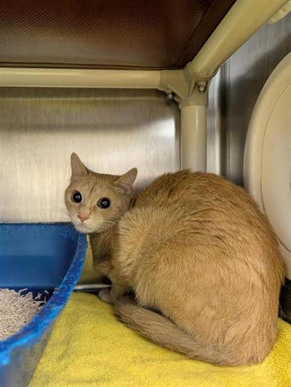 Minouche - Domestic Shorthair cat available for adoption at Montreal SPCA in Montreal
