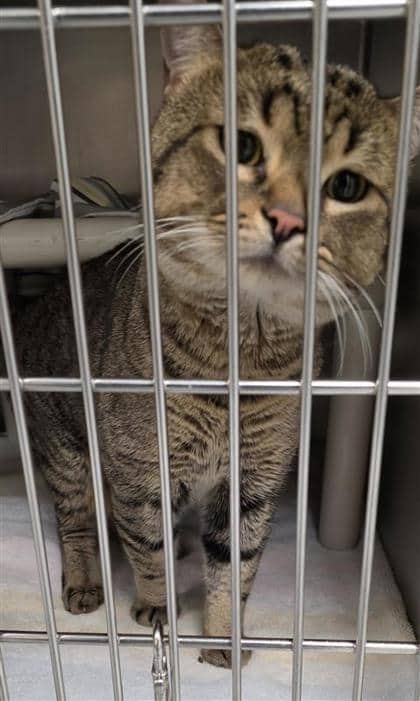 Simba - Domestic Medium Hair cat available for adoption at Montreal SPCA in Montreal